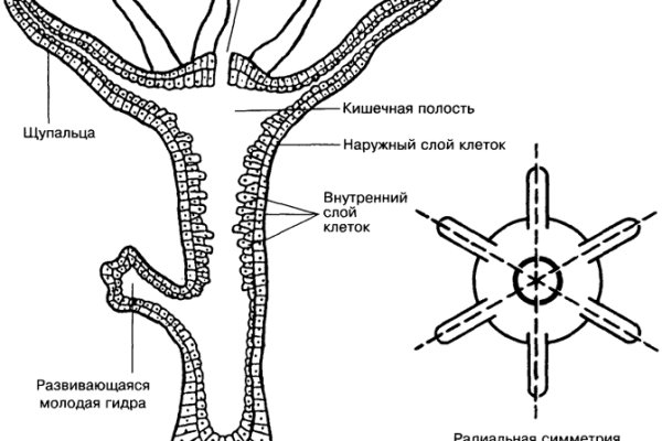 Дарк нет кракен